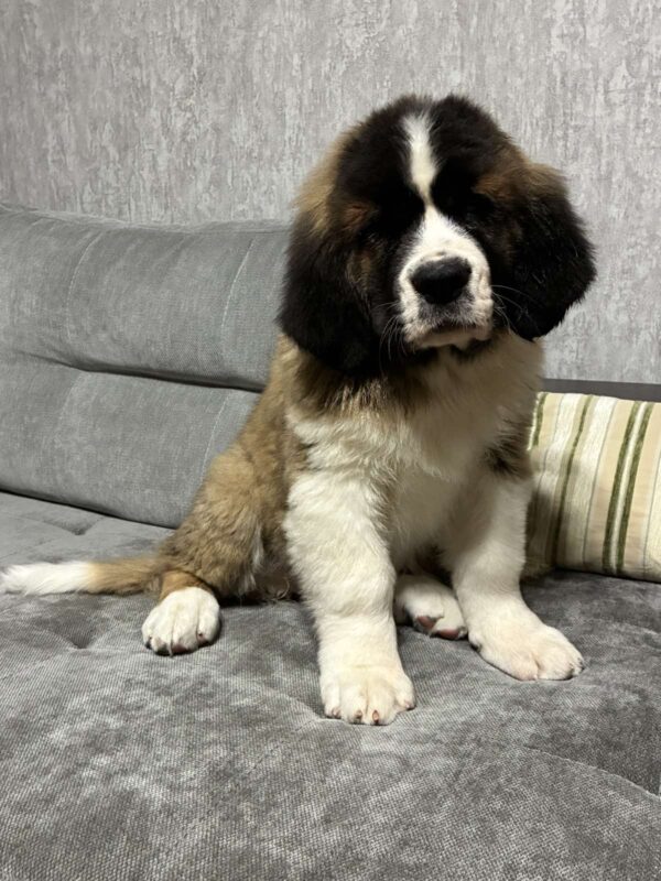 Nuna Saint Bernard