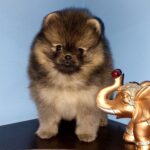 Onix Pomeranian Onix Pomeranian