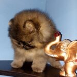 Nuta-female-Pomeranian-puppy-for-sale-2