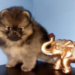Nuta-female-Pomeranian-puppy-for-sale-4