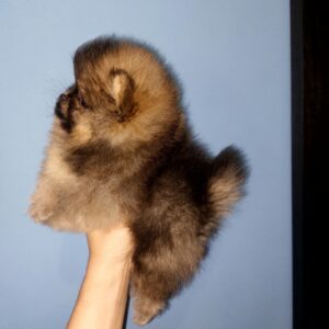 Nuta Pomeranian