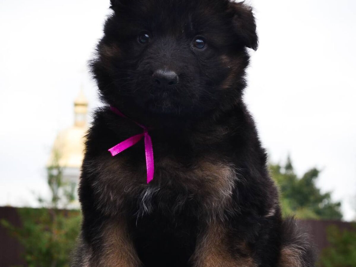 German Shepherd Dogs and Puppies for sale