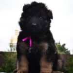 Obama-male-German-Shepherd-puppy-for-sale-2
