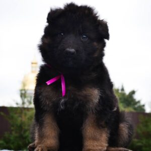 Obama German Shepherd