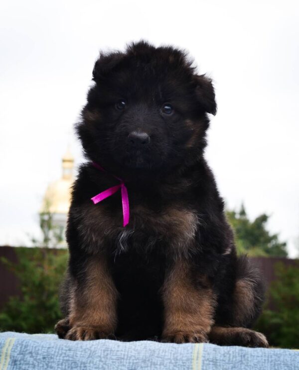 Obama German Shepherd