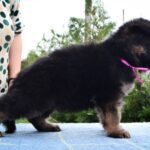 Obama-male-German-Shepherd-puppy-for-sale-4