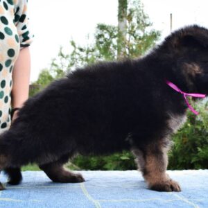 Obama German Shepherd