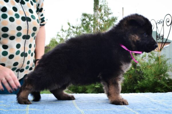 Obama German Shepherd