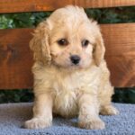 Oka-female-cavapoo-puppy-for-sale-1 (1)