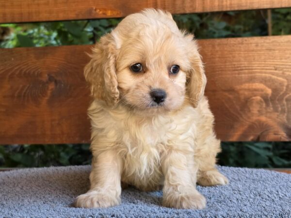 Oka Cavapoo