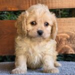 Oka-female-cavapoo-puppy-for-sale-1 (2)