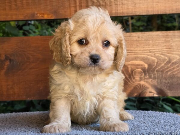Oka Cavapoo