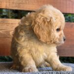 Oka-female-cavapoo-puppy-for-sale-1 (3)