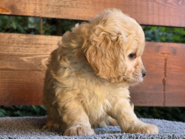 Oka Cavapoo