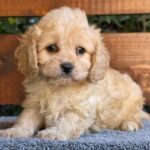 Orso Cavapoo