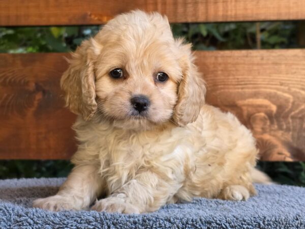 Oka Cavapoo