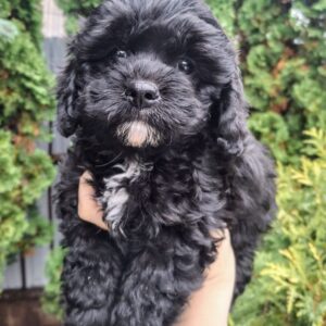 Olaf Cavapoo