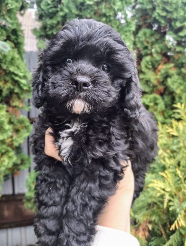 Olaf Cavapoo