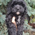 Olaf-male-cavapoo-puppy-for-sale-1 (2)