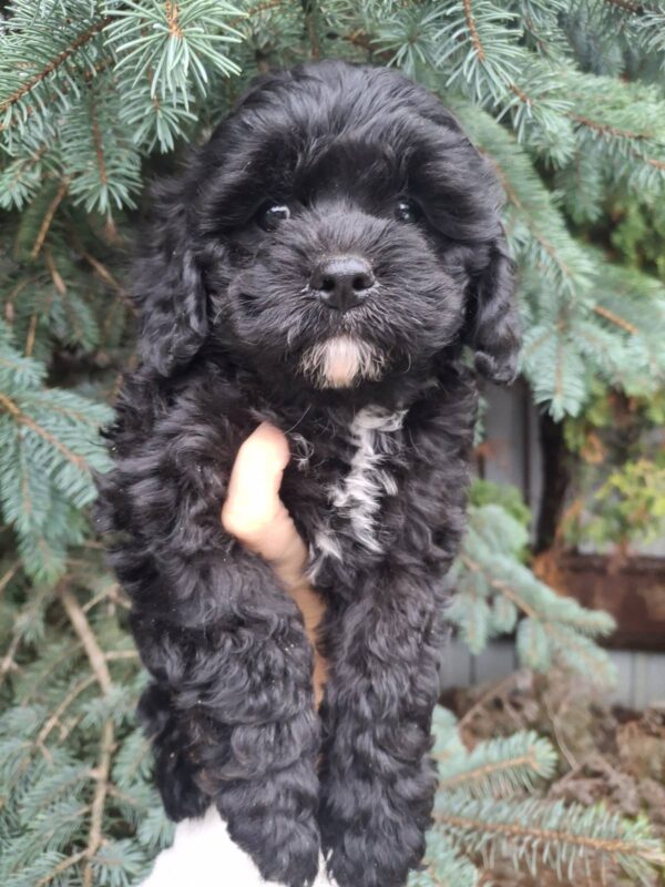 Olaf Cavapoo