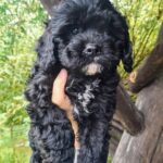 Olaf-male-cavapoo-puppy-for-sale-1 (3)