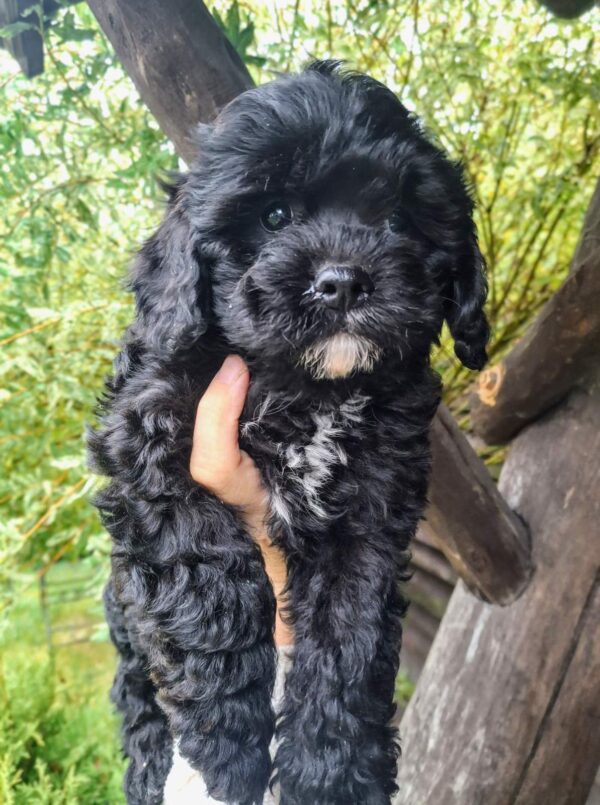 Olaf Cavapoo