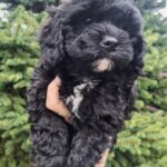 Olaf-male-cavapoo-puppy-for-sale-1 (4)