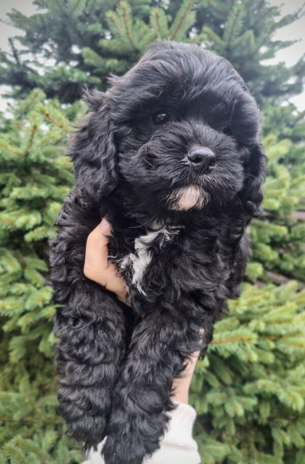 Olaf Cavapoo