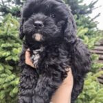 Olaf-male-cavapoo-puppy-for-sale-1 (5)