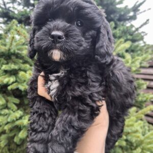 Olaf Cavapoo