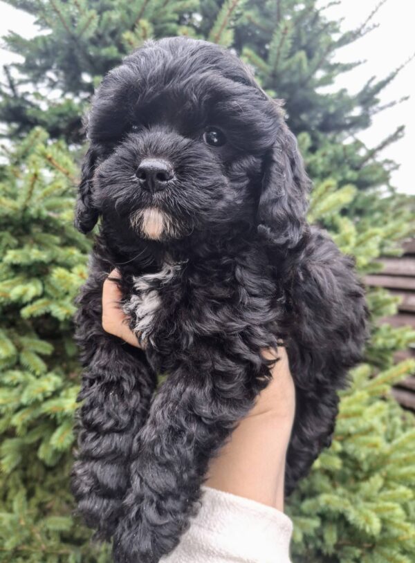Olaf Cavapoo