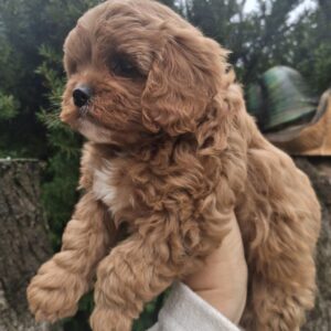 Olery Cavapoo