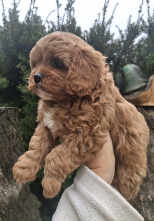 Olery Cavapoo