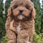 Olery-female-cavapoo-puppy-for-sale-1 (2)