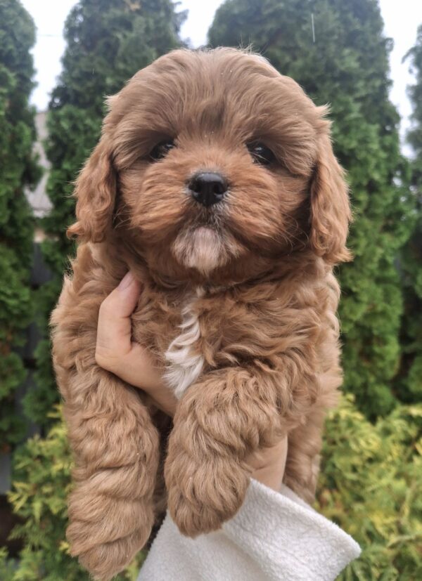 Olery Cavapoo