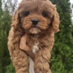 Olery-female-cavapoo-puppy-for-sale-1 (3)