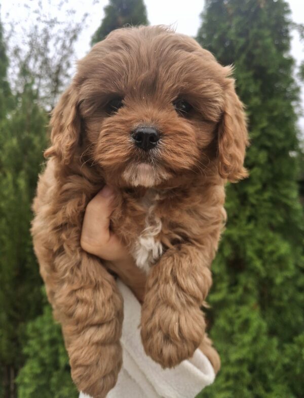 Olery Cavapoo