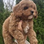 Olery-female-cavapoo-puppy-for-sale-1 (4)