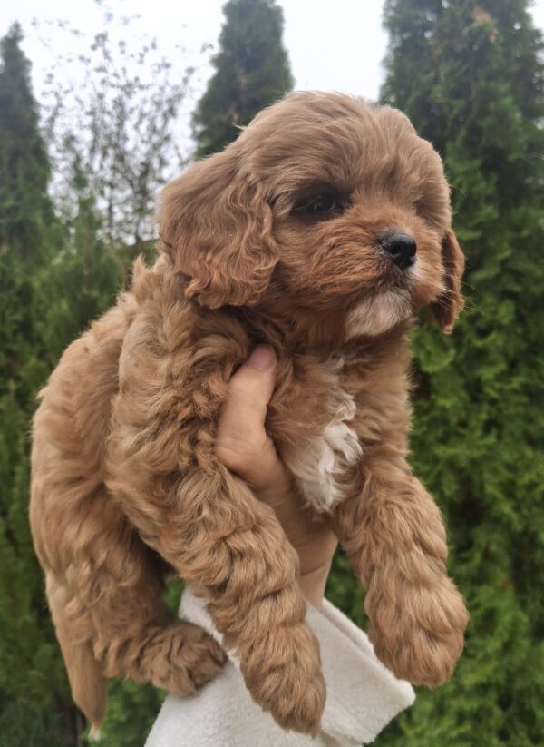 Olery Cavapoo