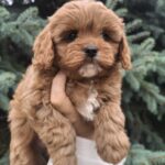 Olery-female-cavapoo-puppy-for-sale-1 (5)