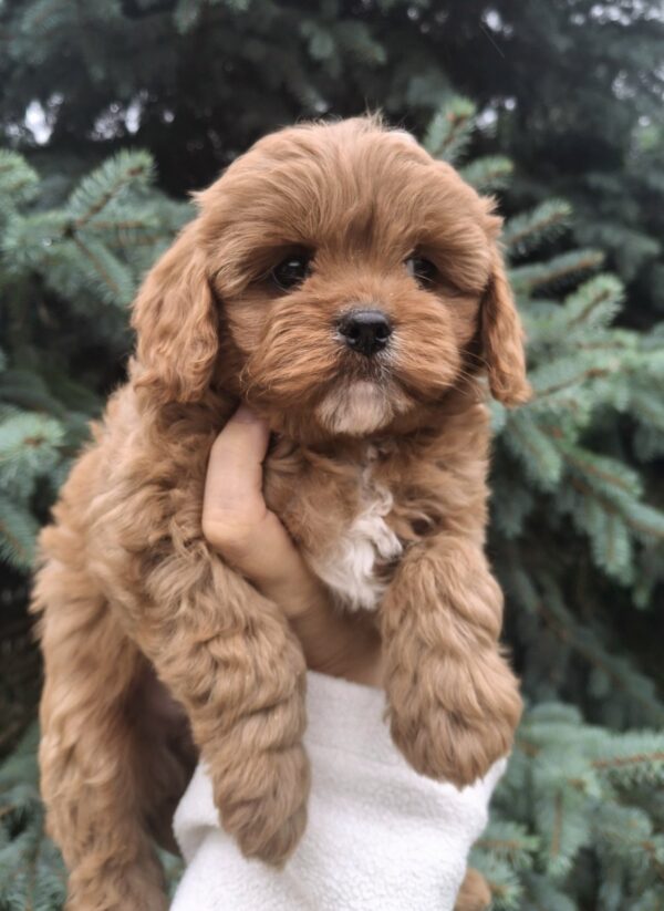 Olery Cavapoo