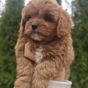 Olery Cavapoo
