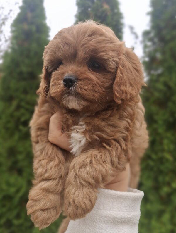 Olery Cavapoo