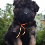 Obama German Shepherd