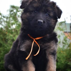 Oliva German Shepherd