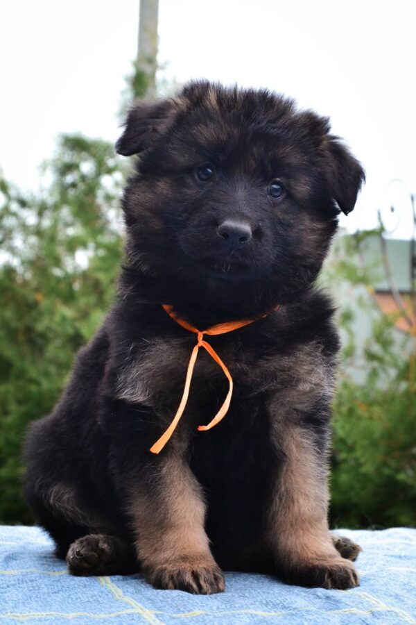 Oliva German Shepherd