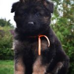 Oliva-female-German-Shepherd-puppy-for-sale-2
