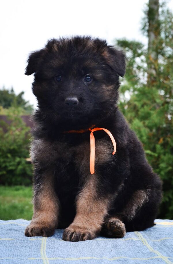 Oliva German Shepherd