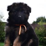 Oliva-female-German-Shepherd-puppy-for-sale-3