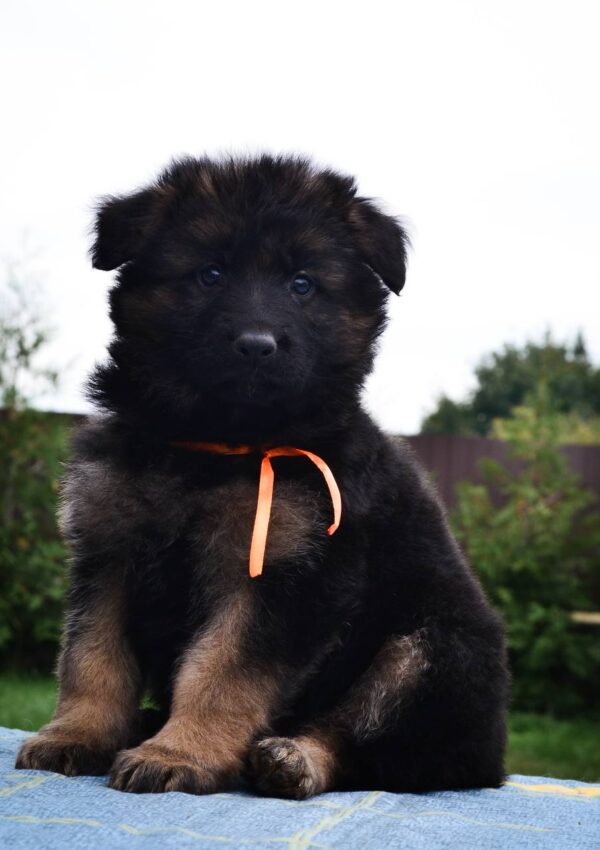Oliva German Shepherd